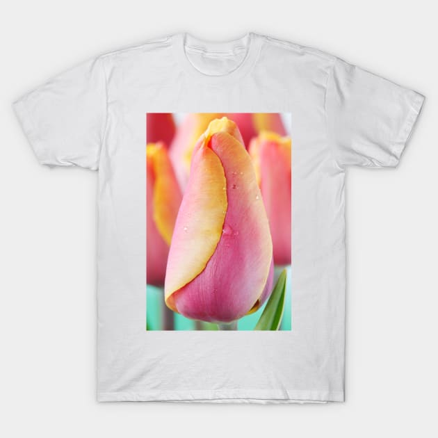 Tulipa  &#39;Indian Summer&#39;  Triumph Group  Tulip T-Shirt by chrisburrows